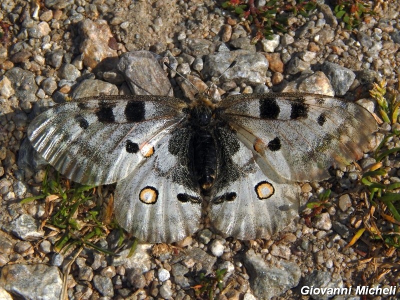 Parnassius apollo : la prima per me